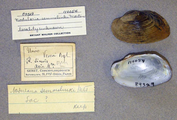 image of lot UMMZ_110054