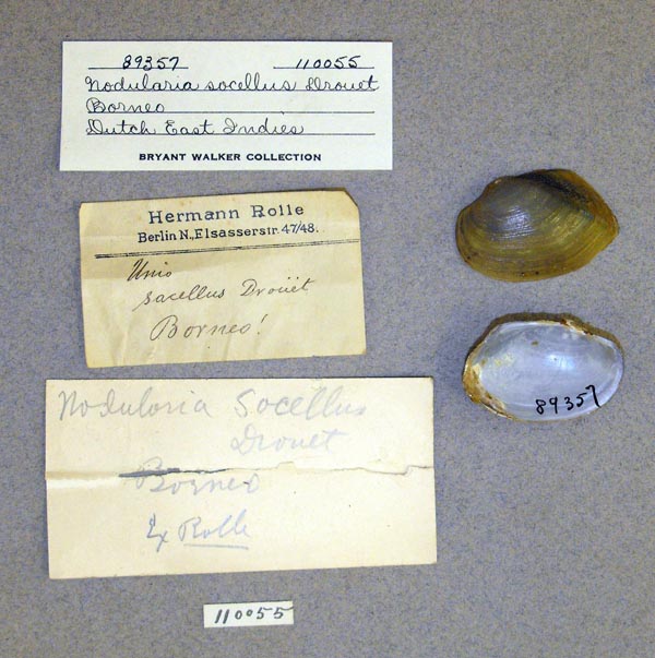 image of lot UMMZ_110055