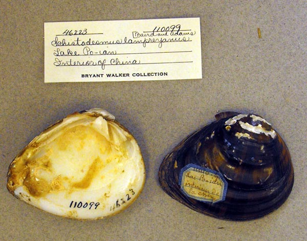 image of lot UMMZ_110099