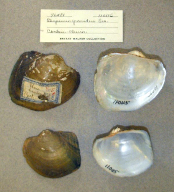 image of lot UMMZ_110115