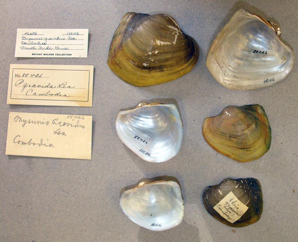 image of lot UMMZ_110116