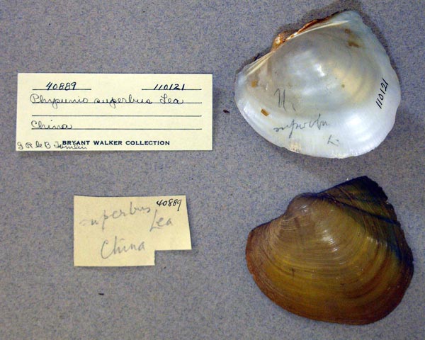 image of lot UMMZ_110121