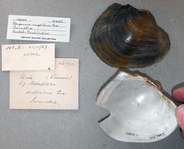 image of lot UMMZ_110123