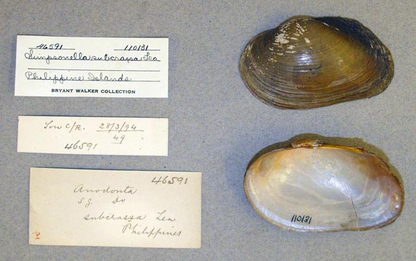 image of lot UMMZ_110131