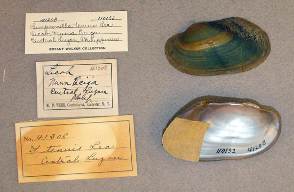 image of lot UMMZ_110132