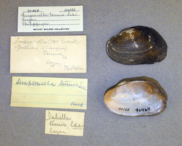 image of lot UMMZ_110133