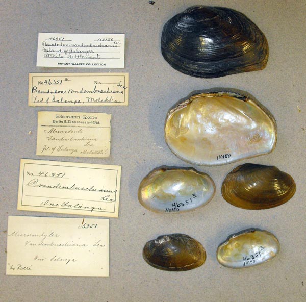 image of lot UMMZ_110150