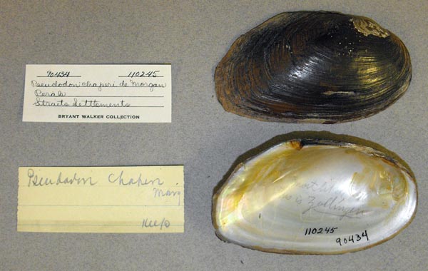 image of lot UMMZ_110245