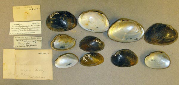 image of lot UMMZ_110247