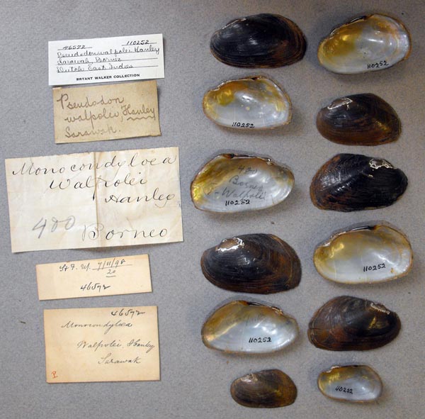 image of lot UMMZ_110252