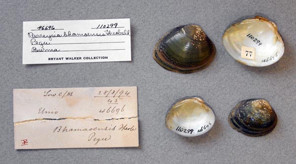 image of lot UMMZ_110299