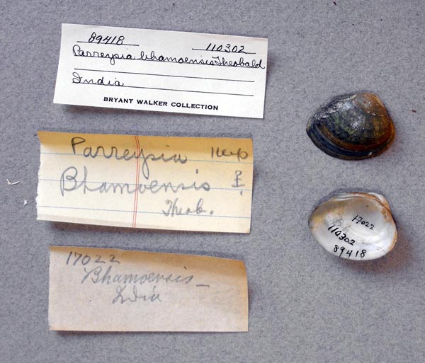 image of lot UMMZ_110302_01