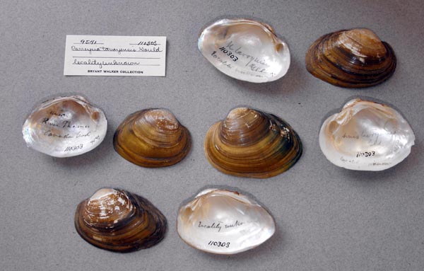 image of lot UMMZ_110303_01