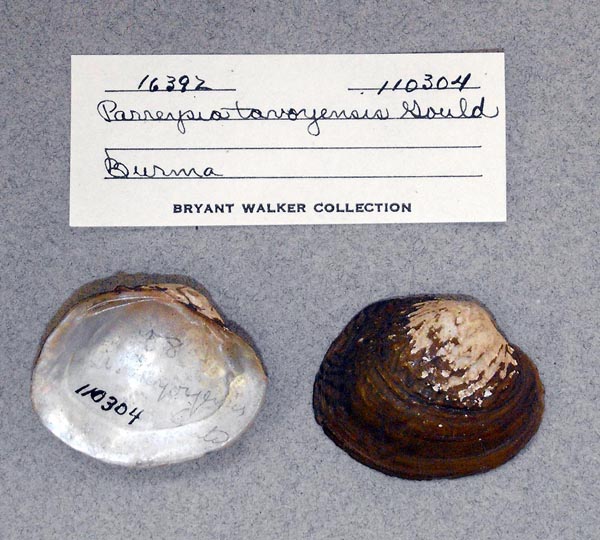 image of lot UMMZ_110304_01