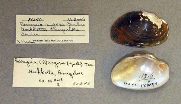 image of lot UMMZ_110304_02