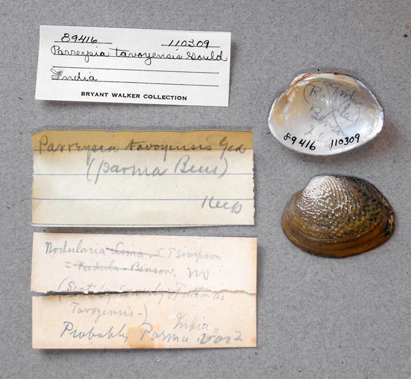 image of lot UMMZ_110309