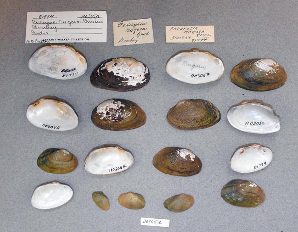 image of lot UMMZ_110350