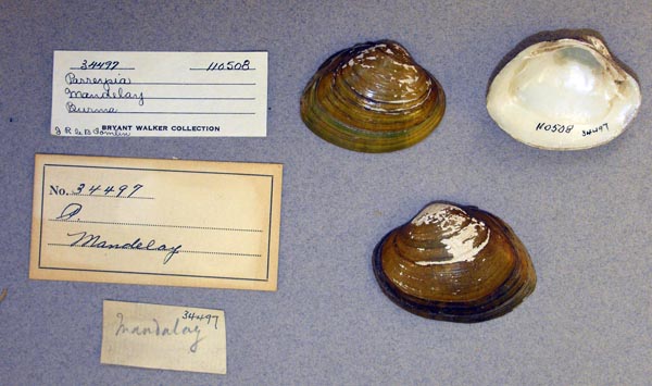 image of lot UMMZ_110508