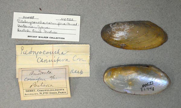 image of lot UMMZ_110522