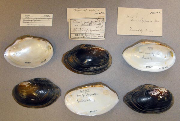 image of lot UMMZ_110817