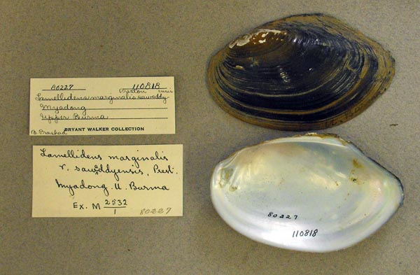 image of lot UMMZ_110818