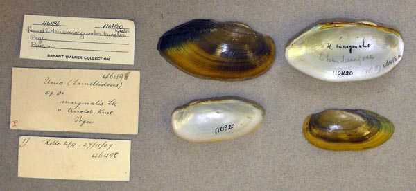 image of lot UMMZ_110820