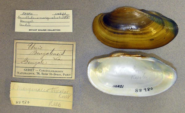 image of lot UMMZ_110821