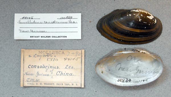 image of lot UMMZ_110830