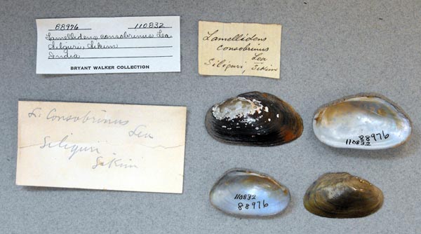 image of lot UMMZ_110832