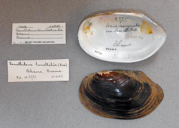 image of lot UMMZ_110841