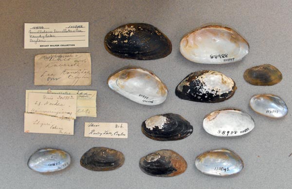 image of lot UMMZ_110842