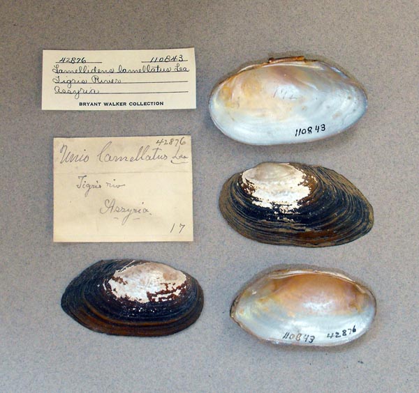 image of lot UMMZ_110843