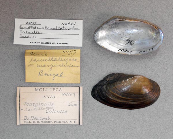 image of lot UMMZ_110844