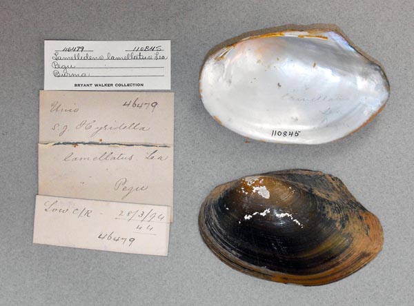 image of lot UMMZ_110845