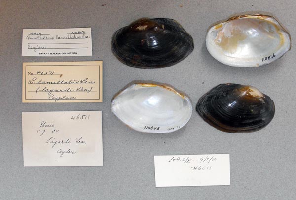 image of lot UMMZ_110846