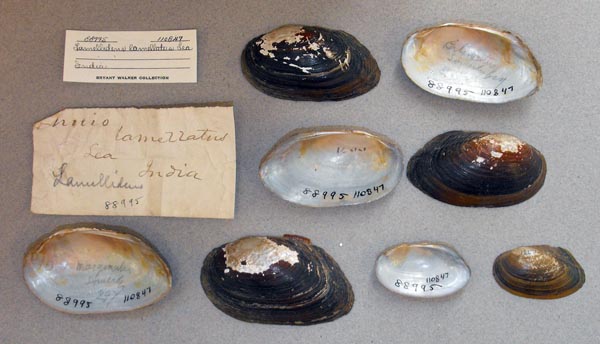 image of lot UMMZ_110847