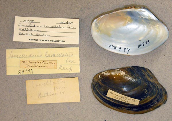 image of lot UMMZ_110848