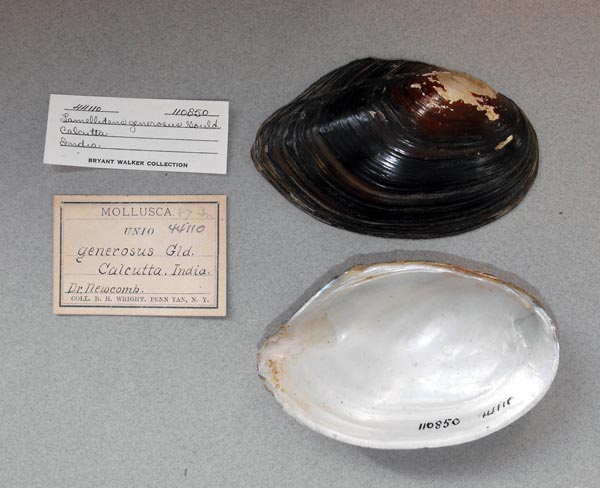 image of lot UMMZ_110850