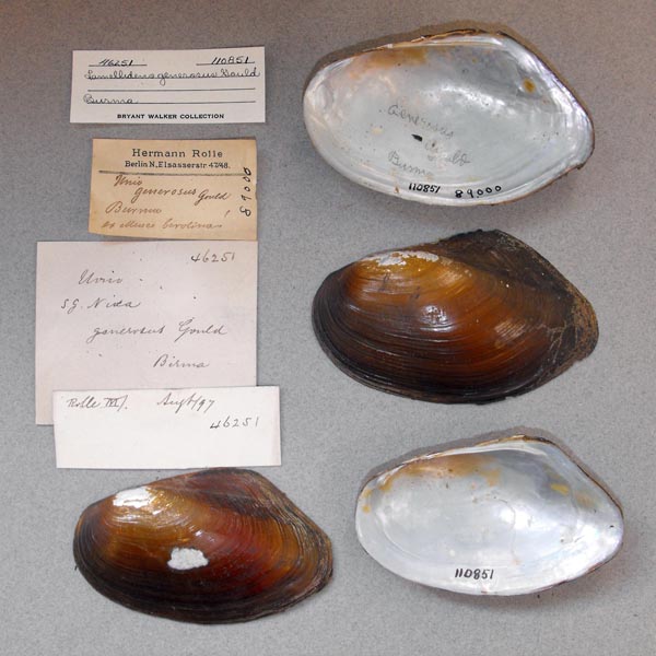 image of lot UMMZ_110851