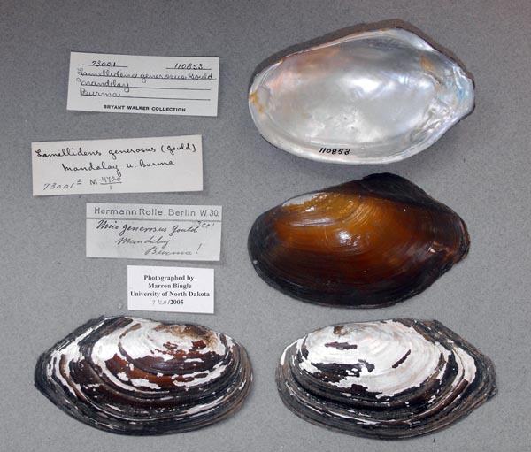 image of lot UMMZ_110853