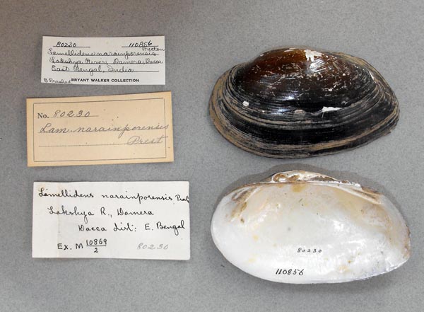 image of lot UMMZ_110856