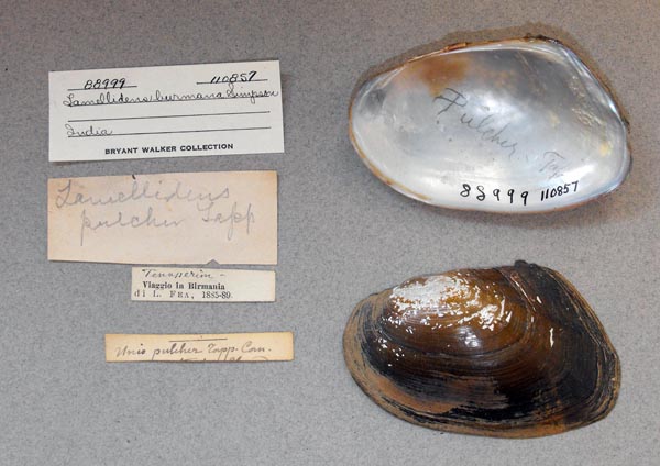 image of lot UMMZ_110857