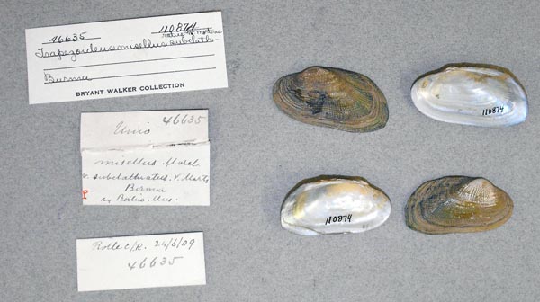 image of lot UMMZ_110874