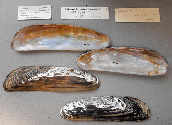 image of lot UMMZ_112702