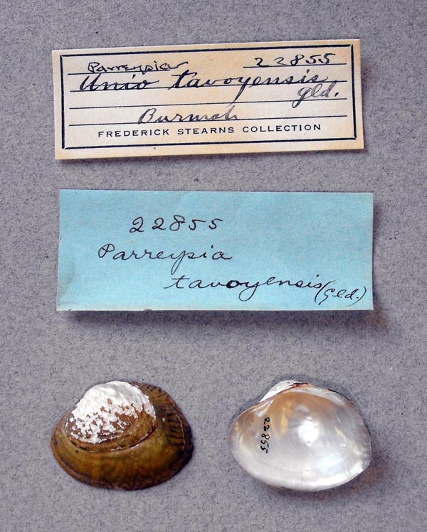 image of lot UMMZ_22855