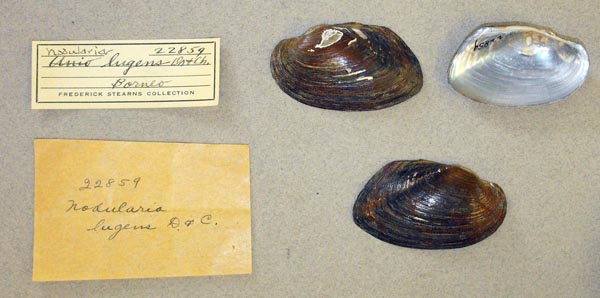 image of lot UMMZ_22859