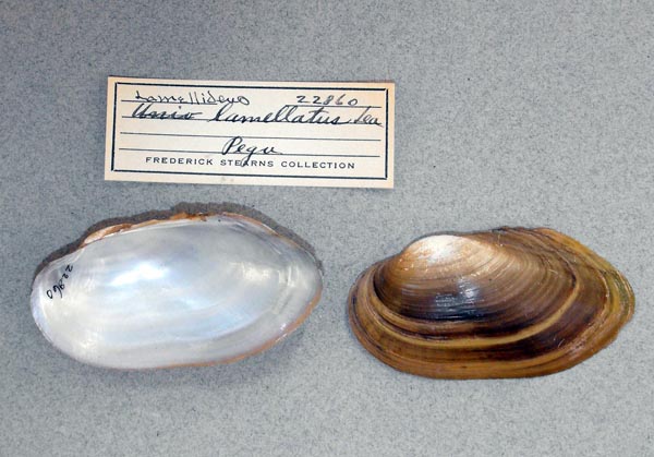 image of lot UMMZ_22860