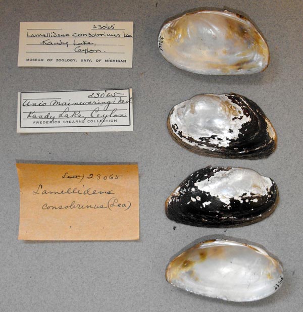 image of lot UMMZ_23065