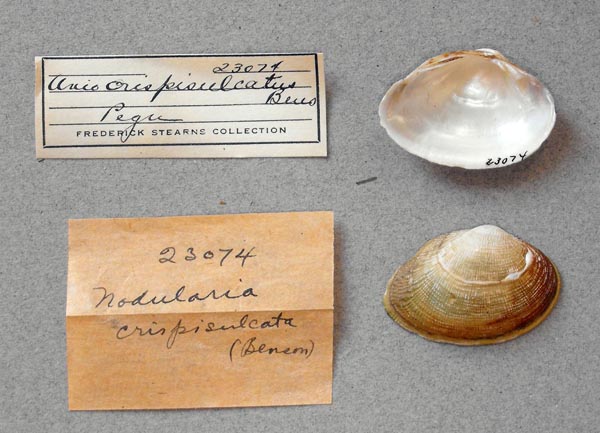 image of lot UMMZ_23074