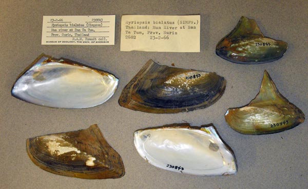 image of lot UMMZ_230843